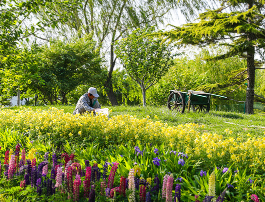 園林養(yǎng)護(hù)